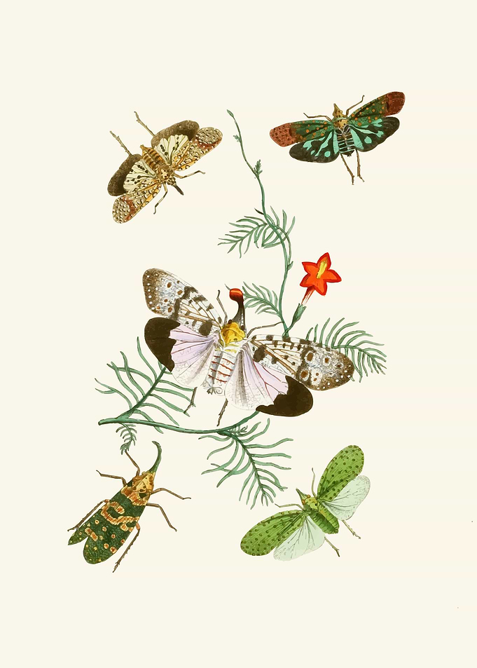 Vintage Insect Illustration with Flower by: John Obadiah Westwood