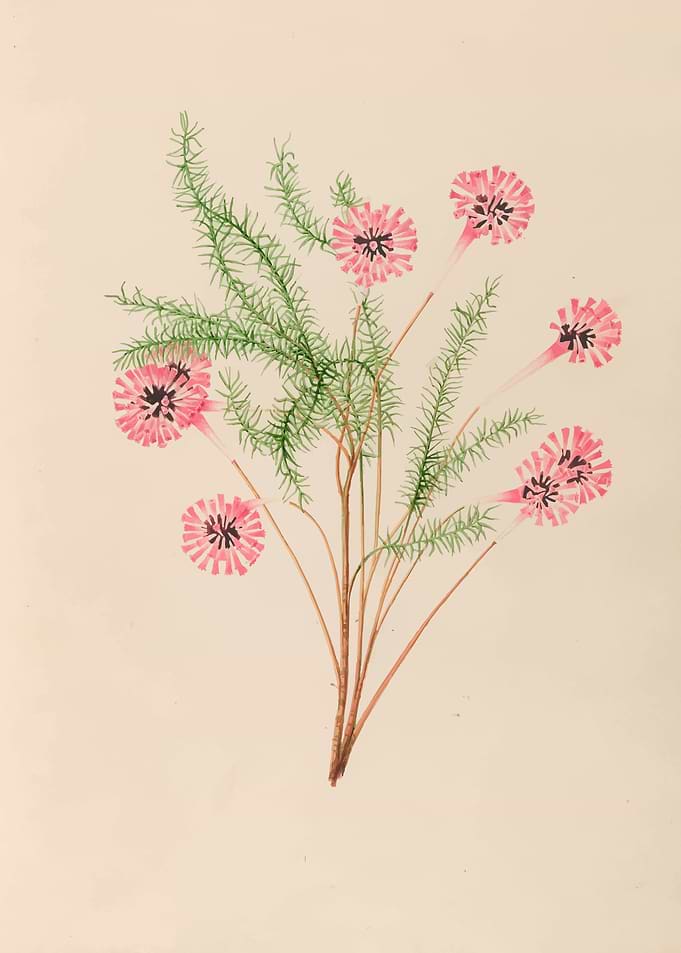 Pink Flowers with Green Foliage