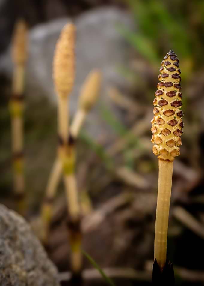 Horsetail Plant Spore Cones