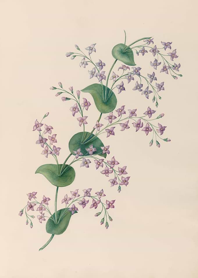 Delicate Pink and Purple Flowers by: Charles Empson
