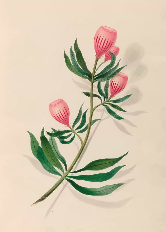 Pink Bell Flowers and Green Leaves by: Charles Empson