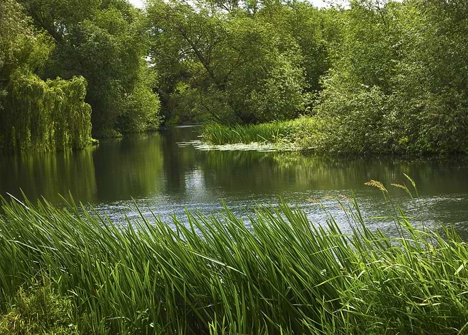 Serene River Surrounded by Lush Greenery