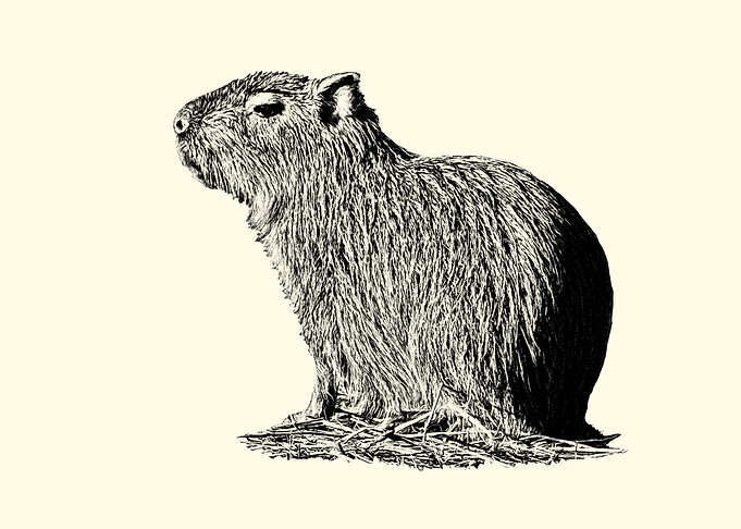 Capybara Illustration