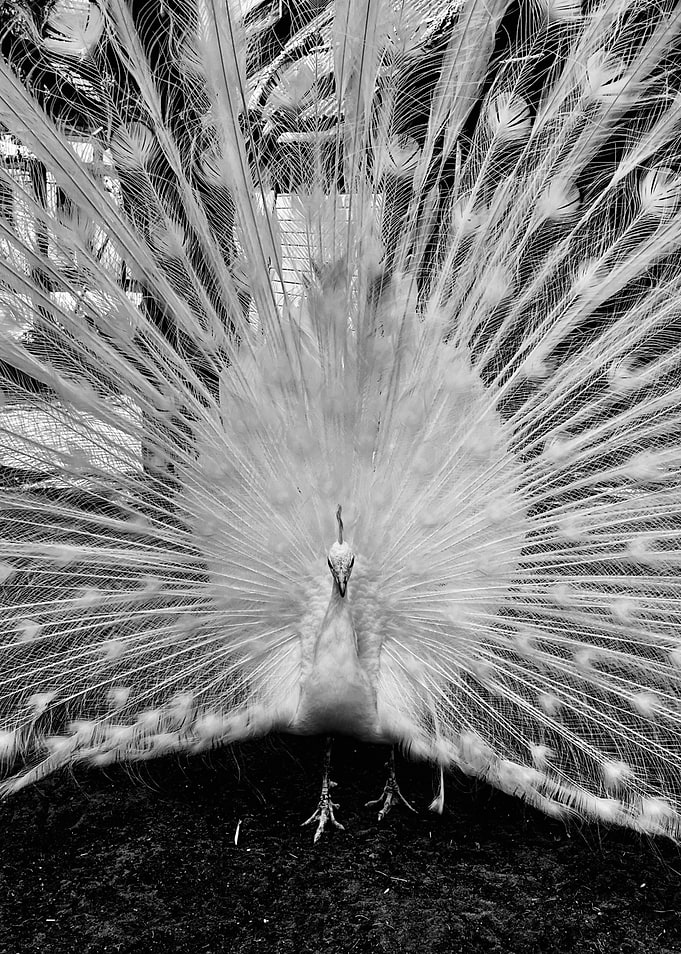 Albino Peacock Displaying Feathers