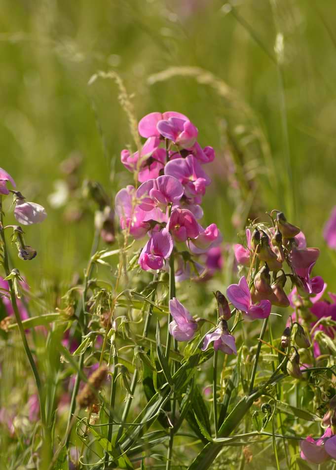 Pink Meadow — Wild Elegance