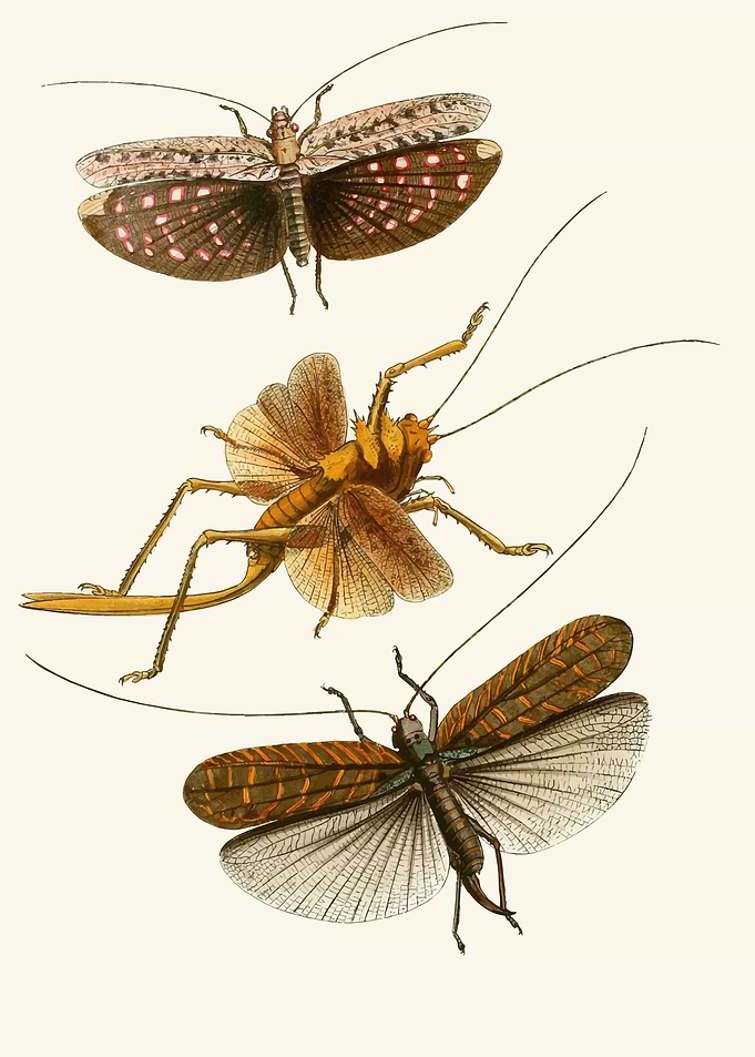 Vintage Insect Illustrations by: John Obadiah Westwood