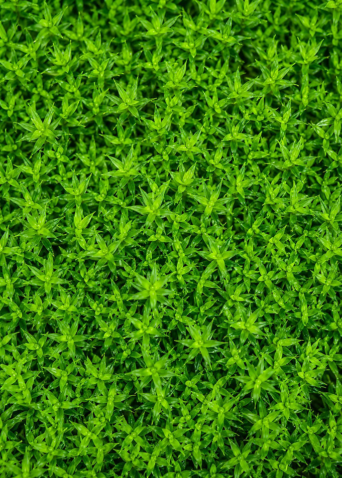 Close-up of vibrant green moss