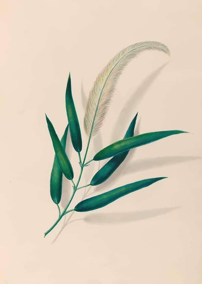 Botanical Illustration of a Feathered Seed Head by: Charles Empson
