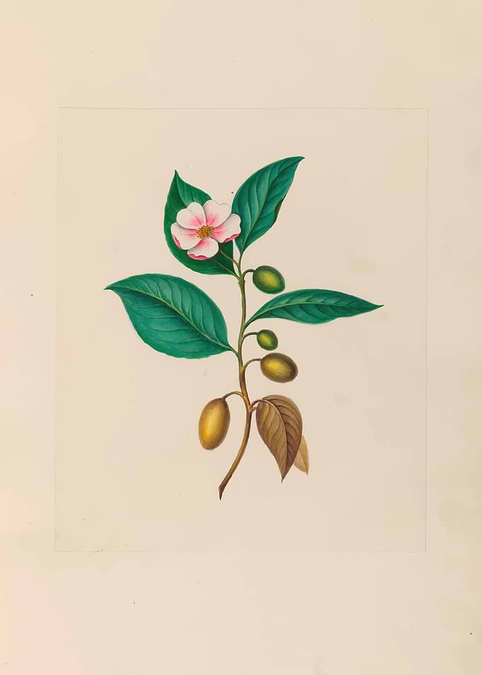 Botanical illustration of a flowering branch by: Charles Empson