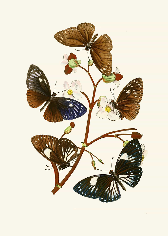 Vintage Butterfly Illustration on Branch by: John Obadiah Westwood