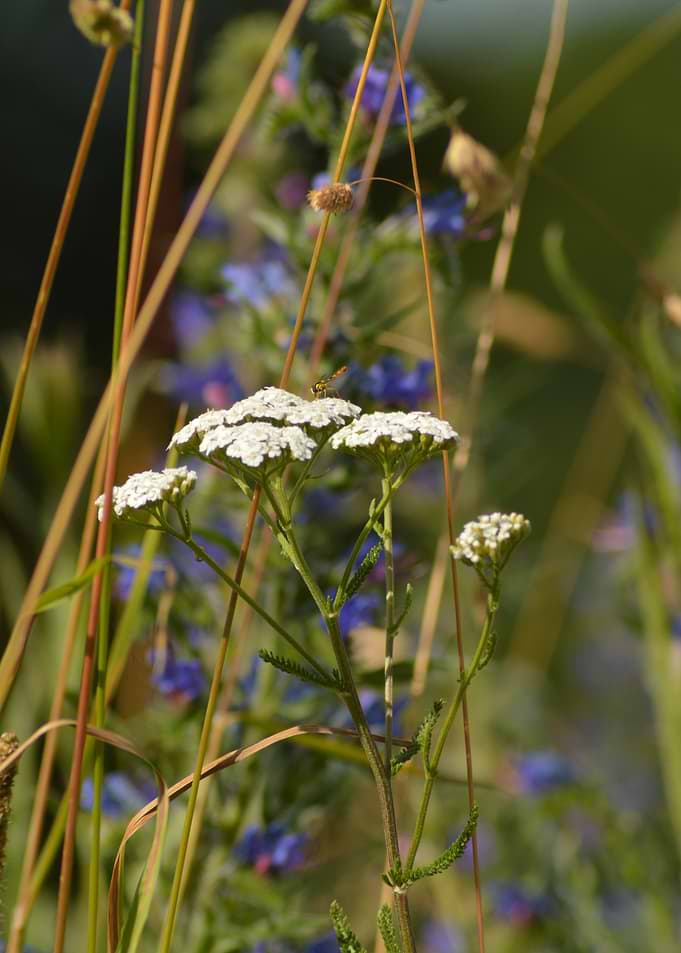 Wild Meadow — Summer Harmony