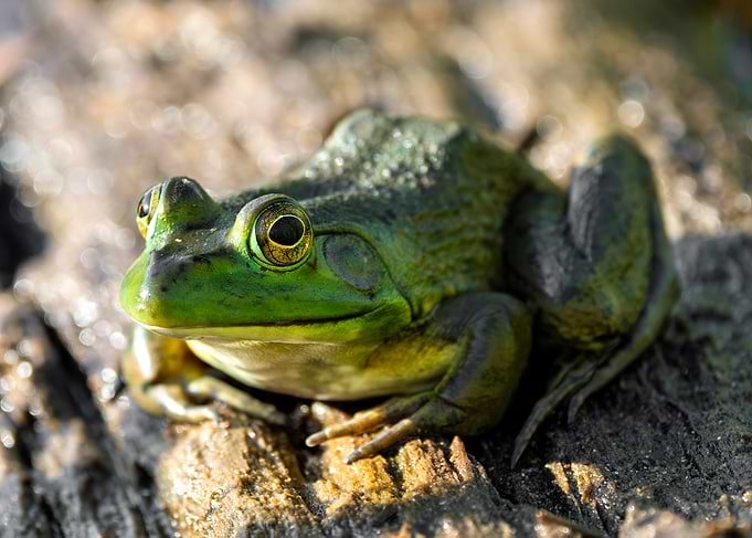 Bullfrog on a Log
