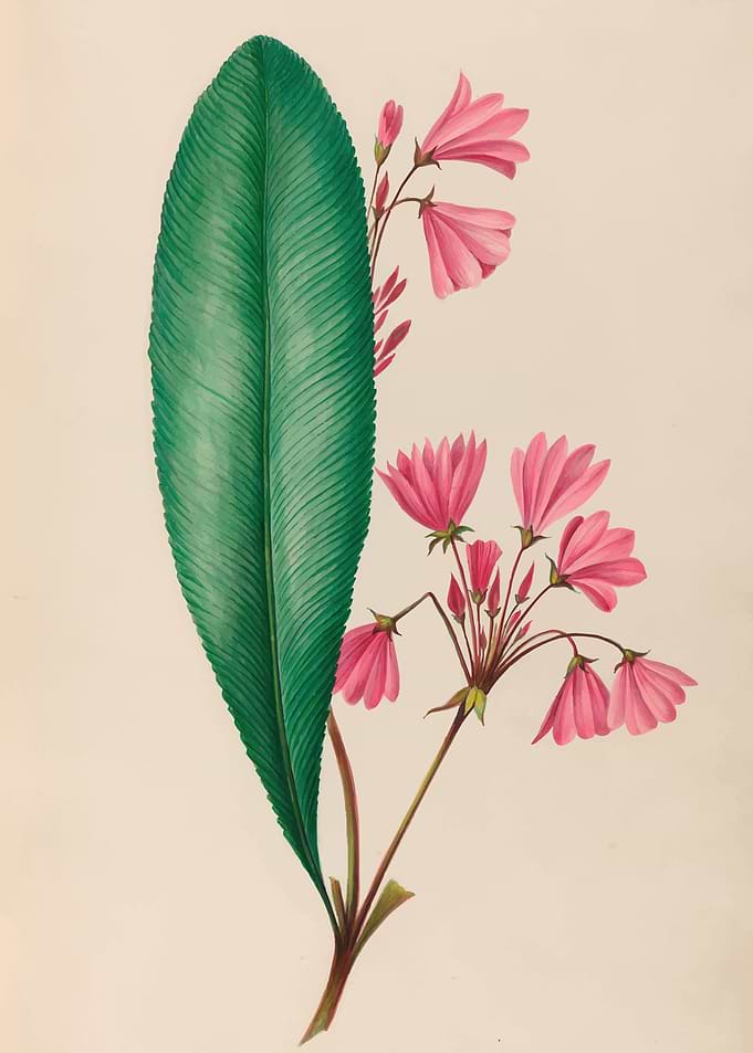 Pink Flowers and Green Leaf by: Charles Empson