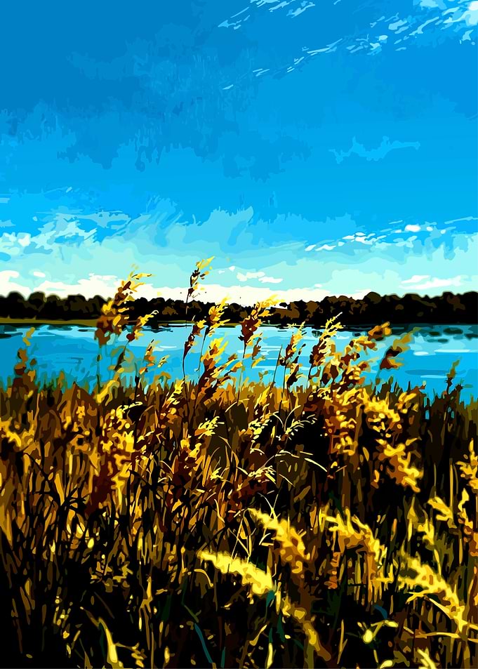 Golden Reeds by the Water