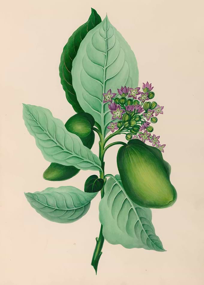 Botanical Illustration of a Flowering Plant by: Charles Empson
