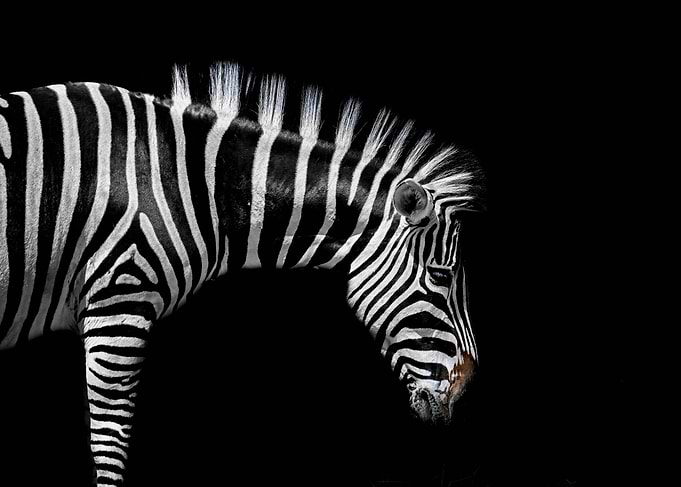 Zebra Portrait