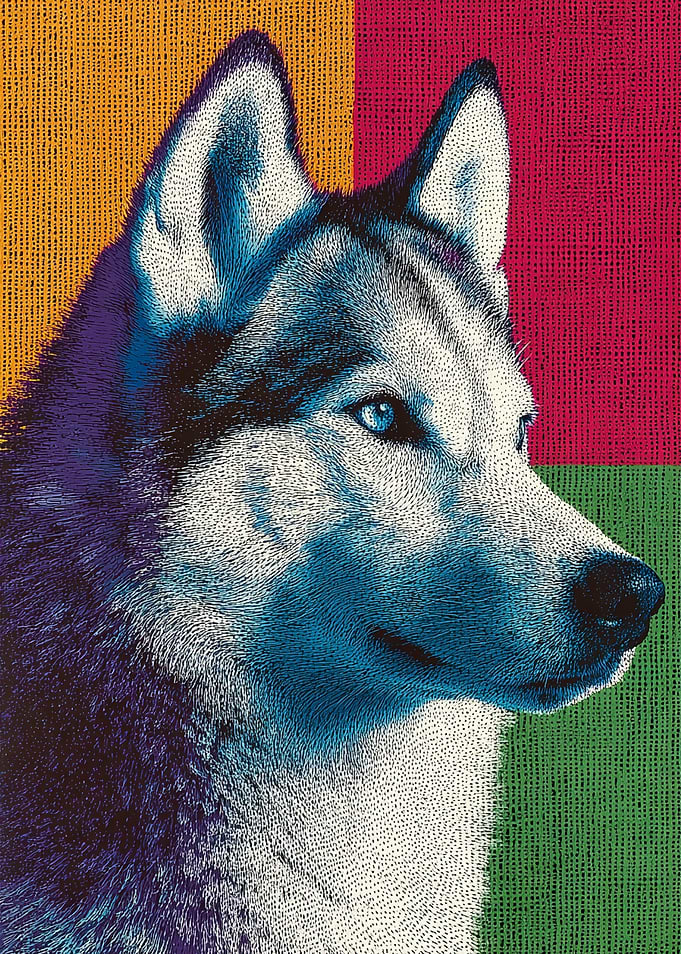 Husky Portrait with Colorful Background