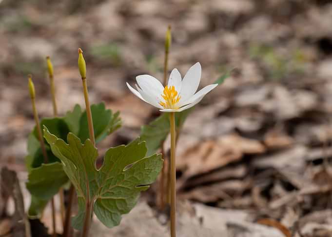 Bloodroot Flower in Bloom