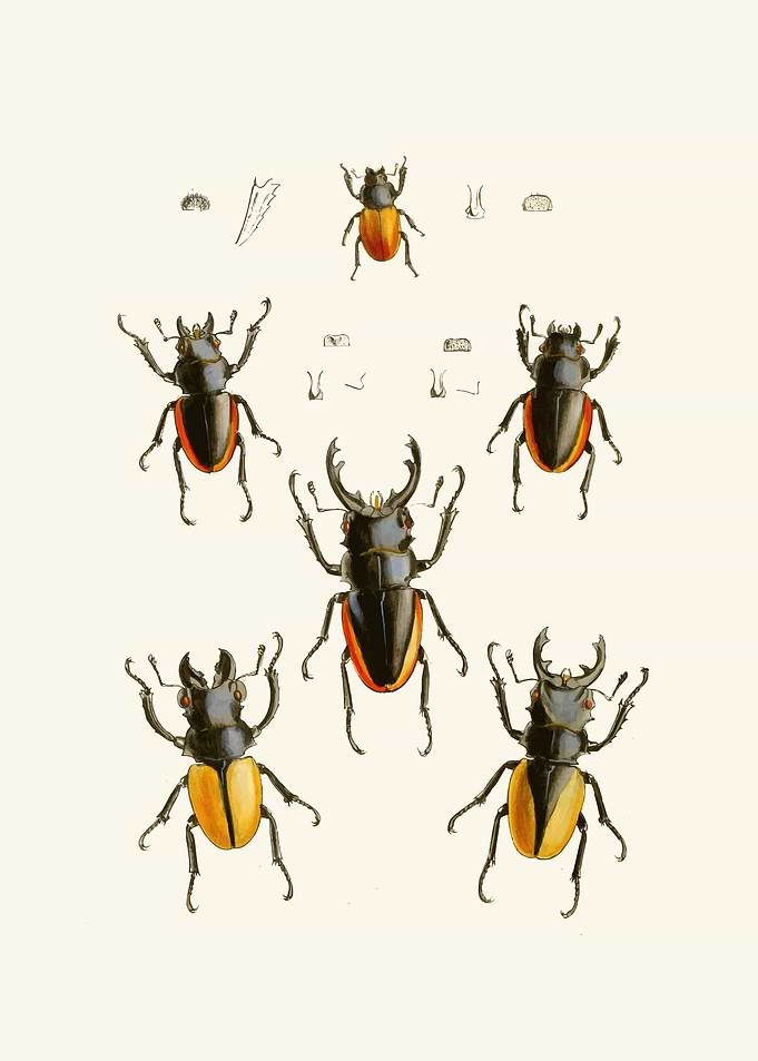 Vintage Stag Beetle Illustration by: John Obadiah Westwood