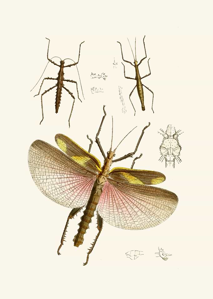 Vintage Insect Illustrations by: John Obadiah Westwood