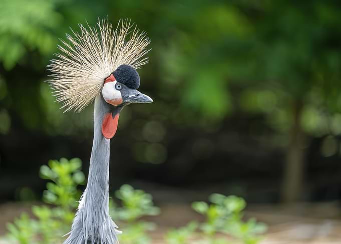 Close-up of a Grey Crowned Crane