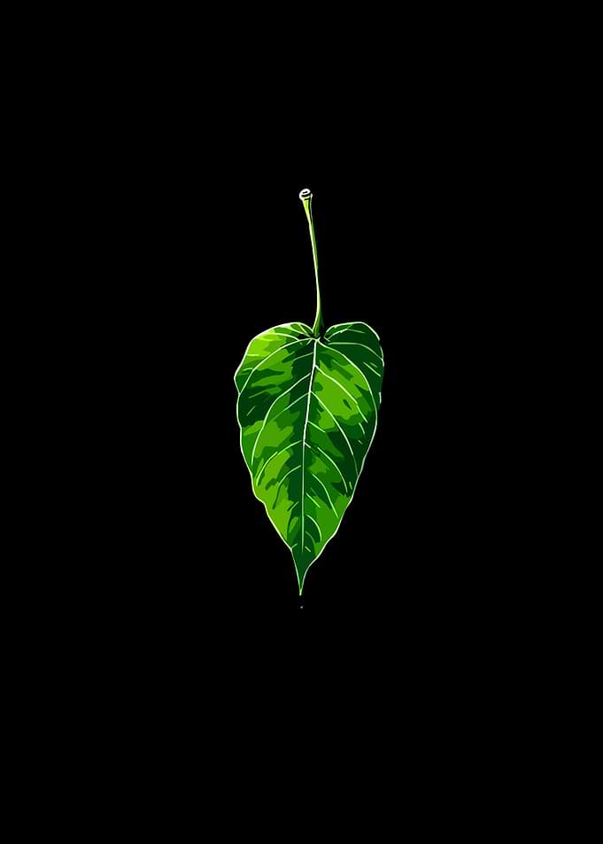 Green Leaf with Water Droplet