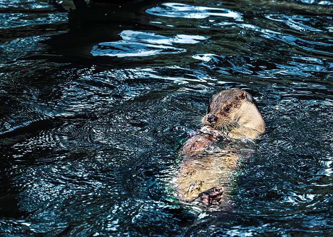 Otter swimming in dark water