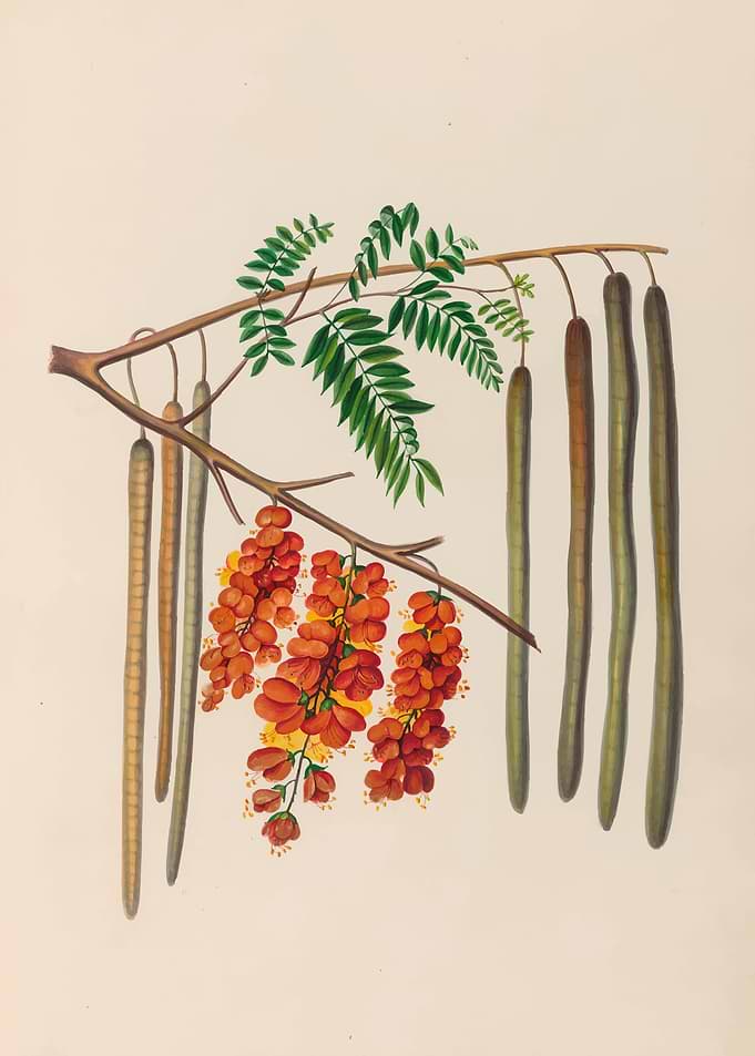 Botanical Illustration of Flowering Tree Branch by: Charles Empson