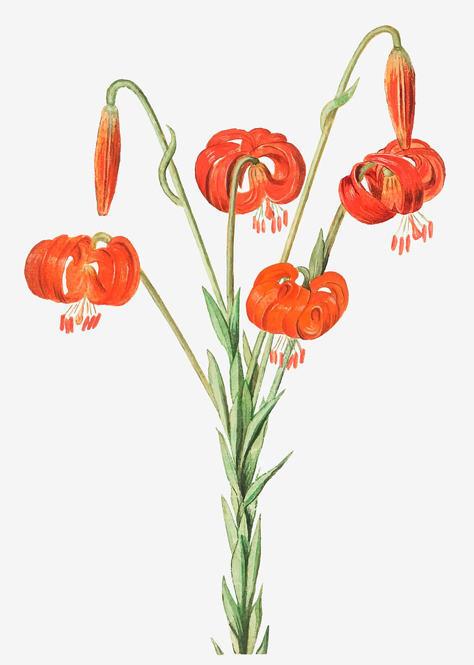 Vintage Orange Lilies