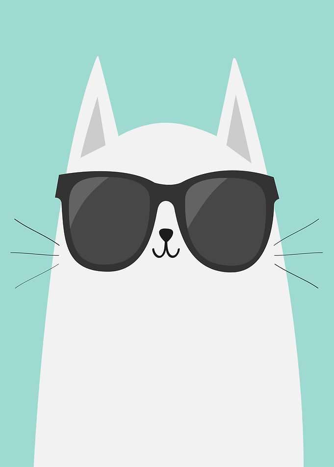 Cool Cat Wearing Sunglasses