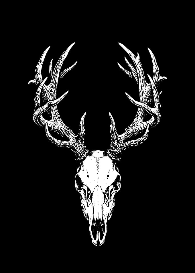 Deer Skull with Antlers