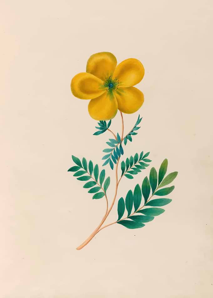 Yellow Flower with Green Leaves by: Charles Empson
