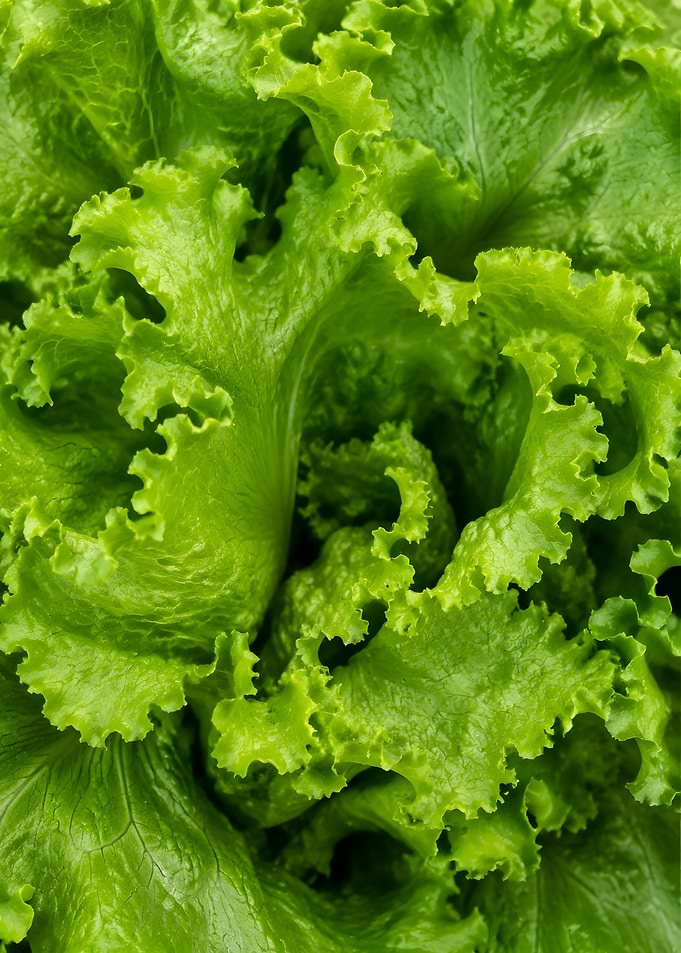 Close-up of Fresh Green Lettuce