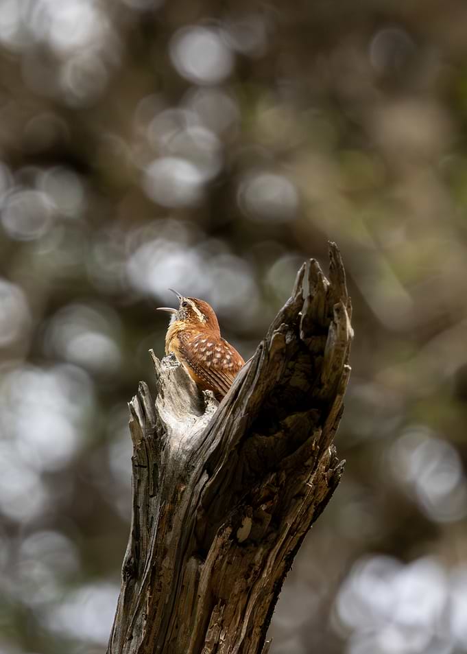 Bird perched on a dead tree branch