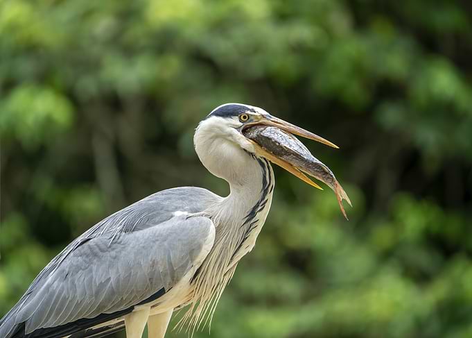 Heron with a Fish in its Beak