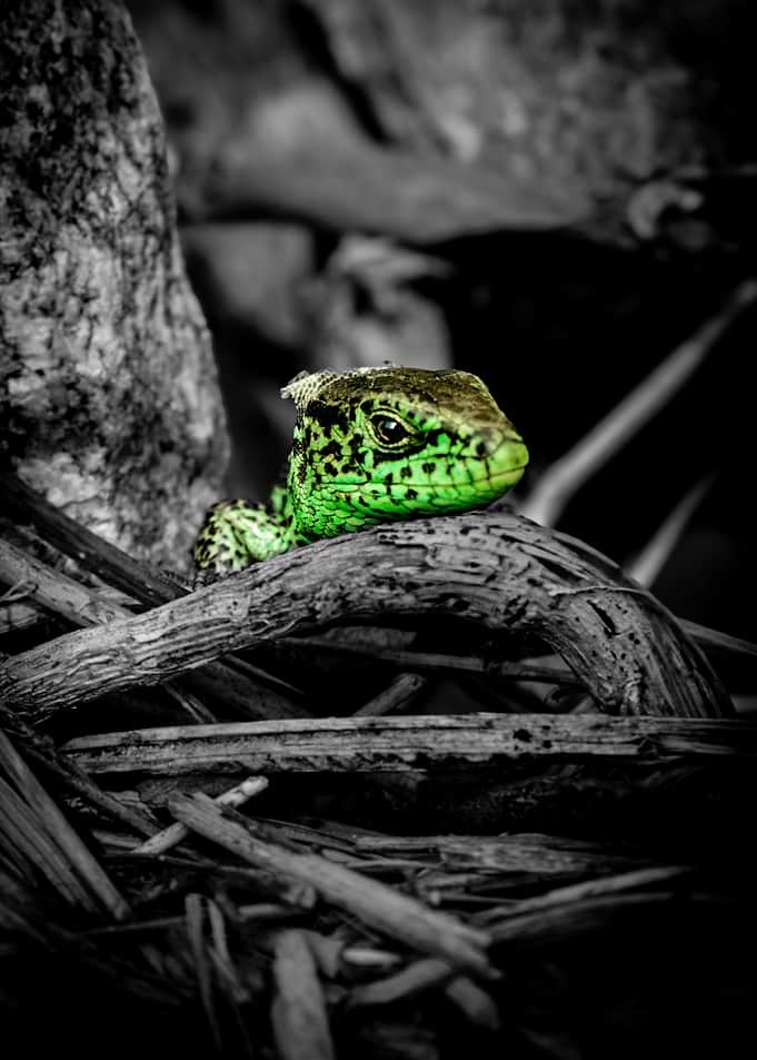Vibrant Green Lizard on Twigs