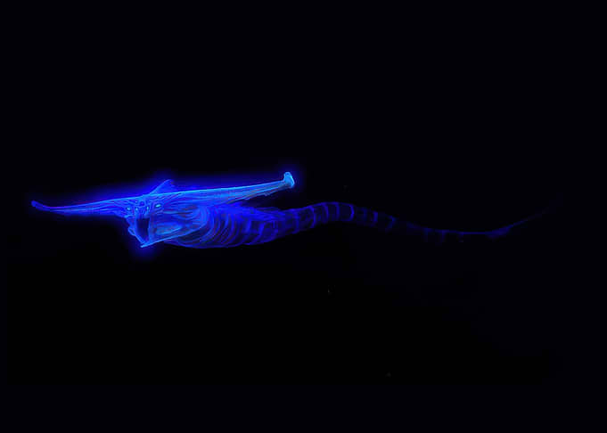 Bioluminescent deep-sea creature