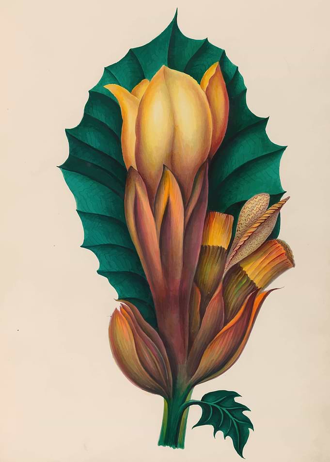 Exotic Flower Illustration by: Charles Empson