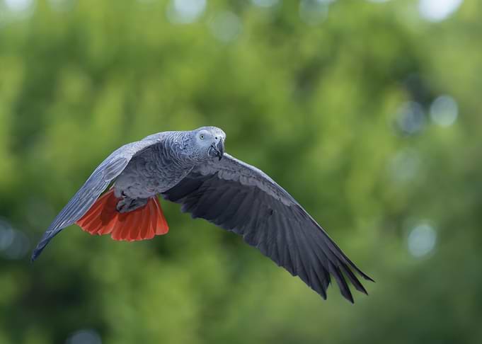 African Grey Parrot in Flight