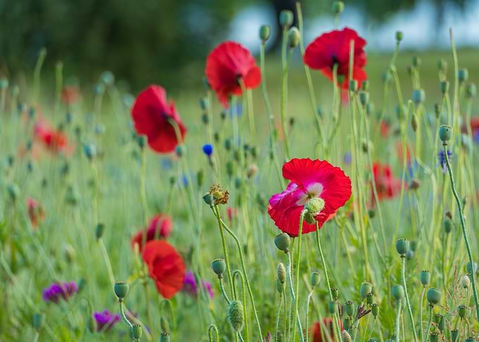 Field of Red Poppies and Wildflowers
