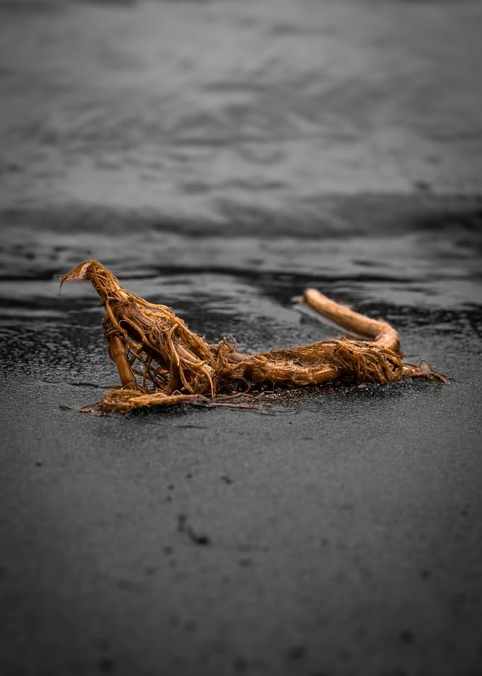 Driftwood on a Dark Beach