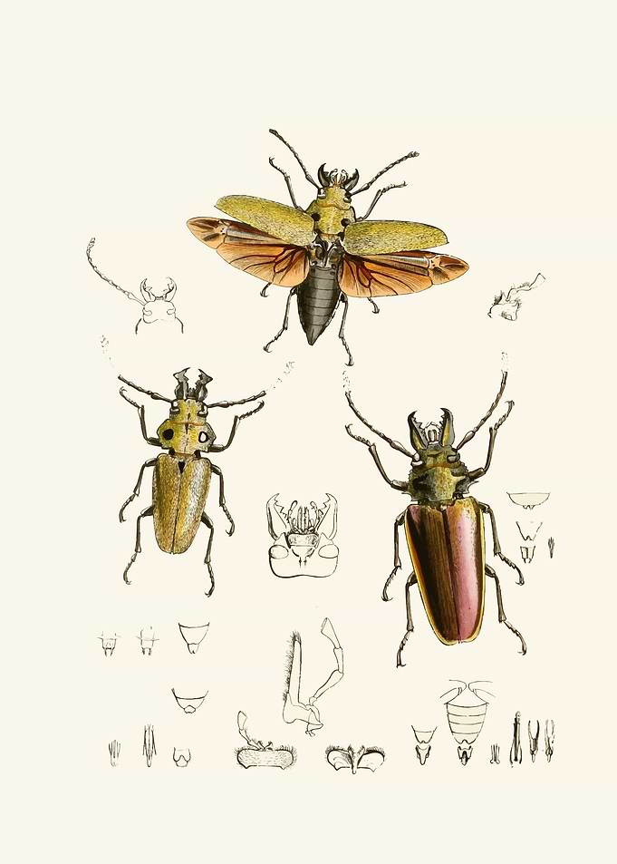 Vintage Insect Illustrations by: John Obadiah Westwood