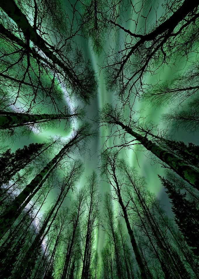 Aurora Borealis Through Forest Canopy