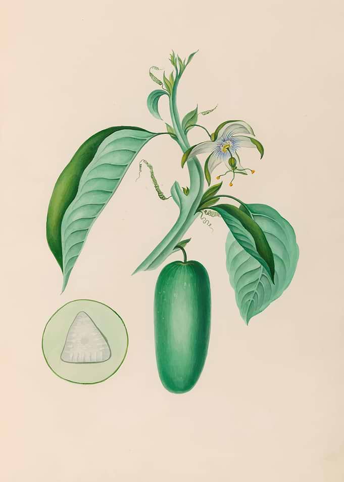 Botanical Illustration of a Passion Flower and Fruit by: Charles Empson