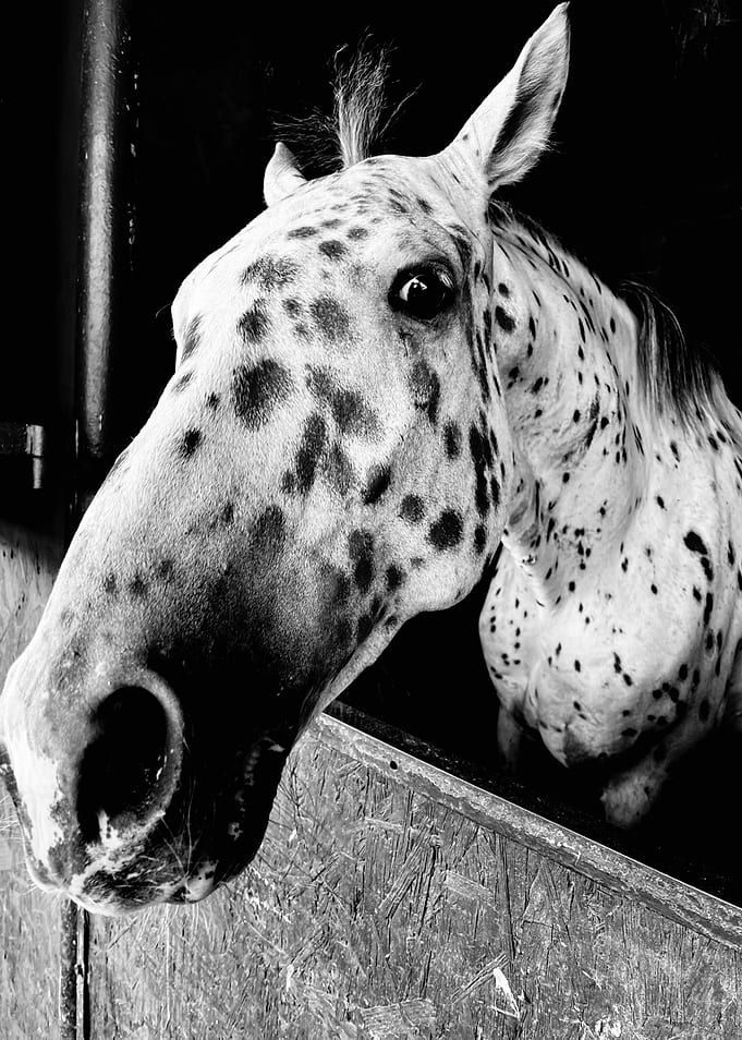 Spotted Horse in Black and White