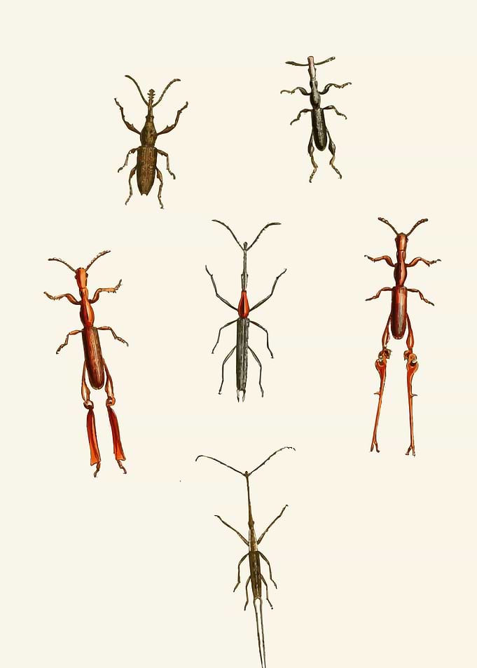Collection of Insects Illustration by: John Obadiah Westwood