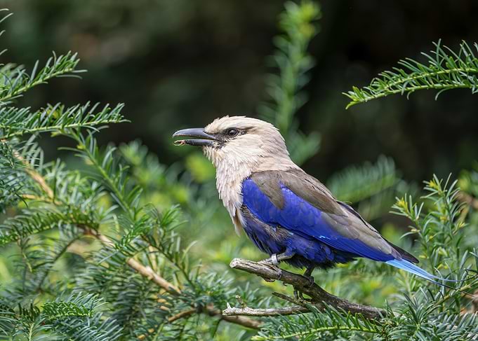 Blue bird perched on a branch