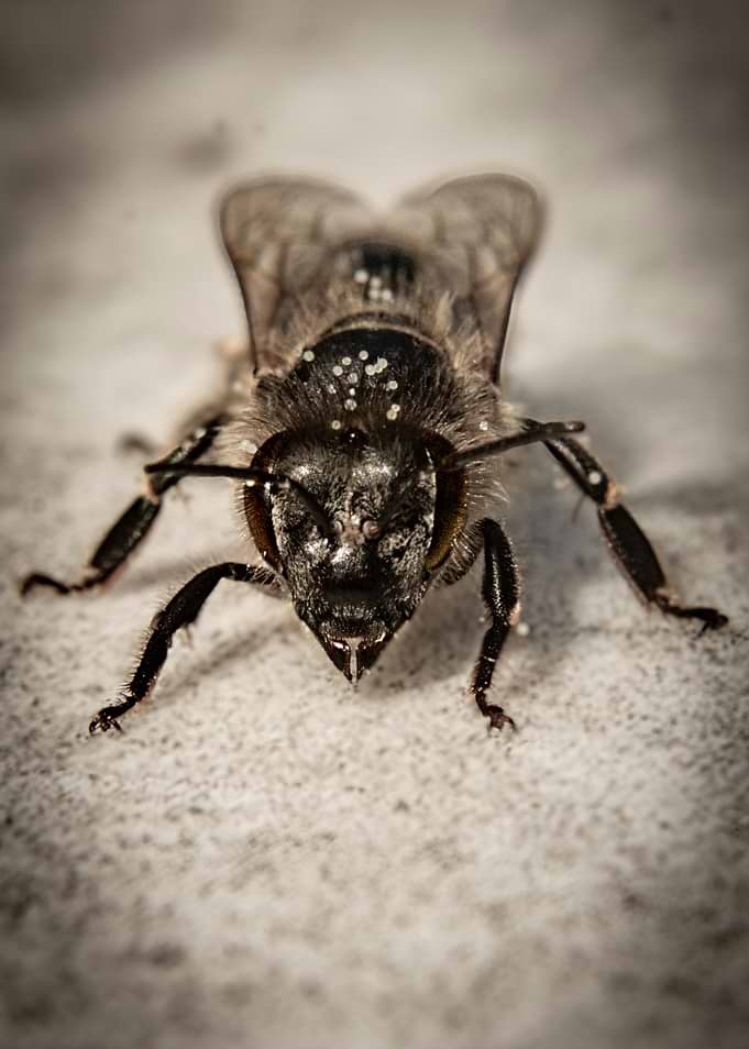 Close-up of a bee