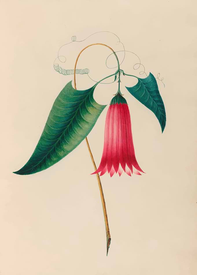 Vibrant Bell Flower Illustration by: Charles Empson