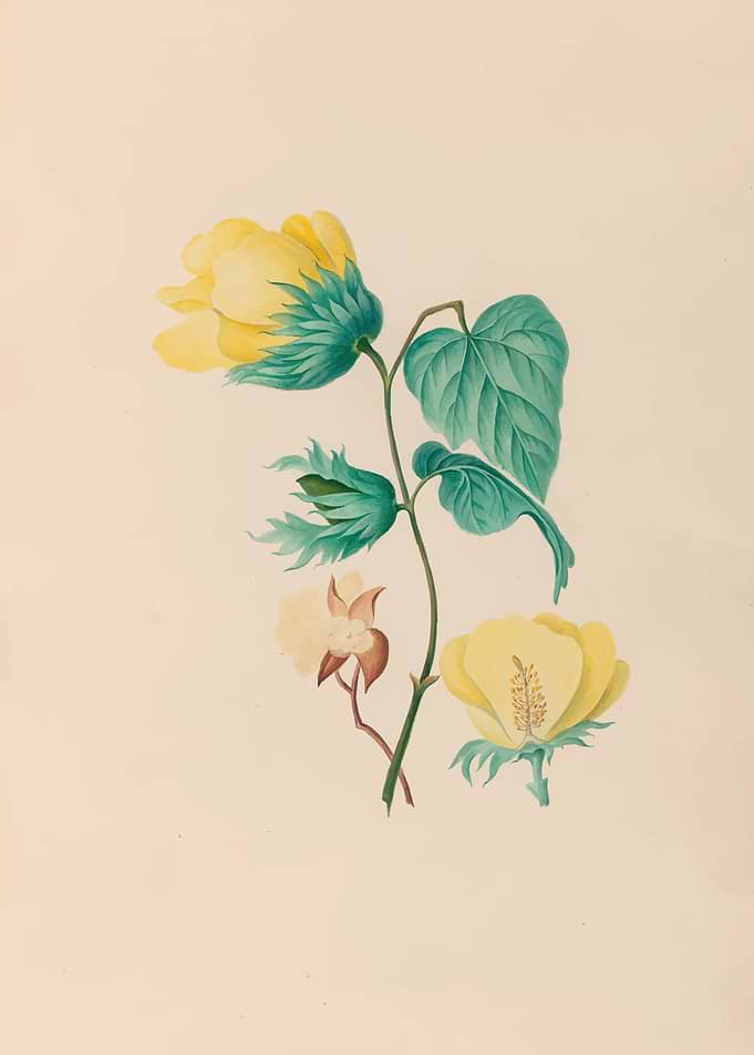 Yellow Cotton Flowers and Leaves by: Charles Empson